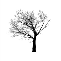 silhouette of a scary tree. Transilvania tree. Naked winter tree