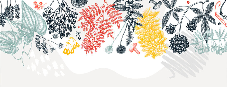 Adaptogenic plants trendy background in collage style. Hand-sketched medicinal herbs, weeds, berries, leaves banner design. Adaptogens. Modern graphics for web, labels, and packaging