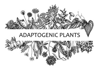 Adaptogenic plants banner. Hand-sketched medicinal herbs, weeds, berries, leaves frame design. Perfect for brands, label, packaging. Hand sketched adaptogens outlines. Botanical illustrations.