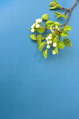 Spring blossom on the brunch on blue background 
