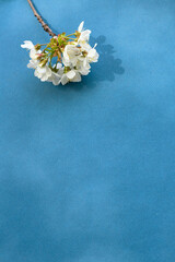 Naklejka na ściany i meble cherry flowers on a blue background