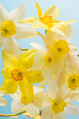 Fototapeta na wymiar White and yellow daffodils on a blue background. Flower with orange center. Spring flowers. A simple daffodil bud. Narcissus bouquet. Floral concept.