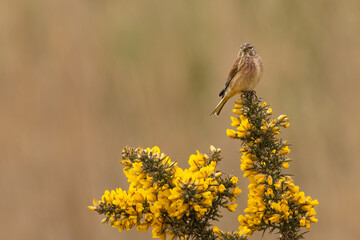 Common linnet (Linaria cannabina) perches on a flowering gorse bush in spring. Beautiful finch portrait.