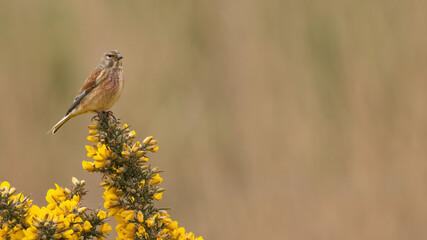 Common linnet (Linaria cannabina) perched on gorse in spring, Suffolk, UK.