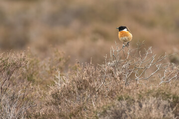 Male European stonechat with a leg ring, perches above the heathland, Suffolk, UK.
