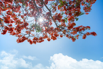 Red flowers and sunlight on blue sky and white clouds, Barbados Pride , Peacock Flower and blue sky