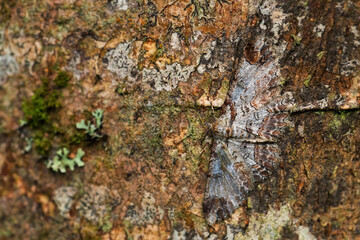 Geometer moth - Iridopsis appetens, beautiful masked moth from  South America forests, eastern Andean slopes, Wild Sumaco lodge, Ecuador.