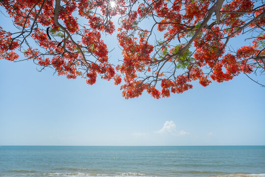 Red flowers and sunlight on the beach, Barbados Pride , Peacock Flower and blue sky