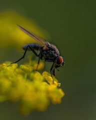 Fly on flower