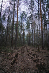 A fire line in the forest. prevention of forest fires. A fire-fighting gap is a clearing. © Aleksandr