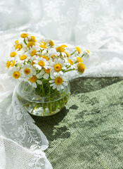 Summer still life scene with daisy chamomile flowers