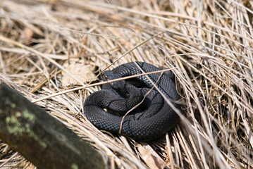 The snake curled up on the dry grass. A viper on a haystack. A venomous snake basks in the sun on a...