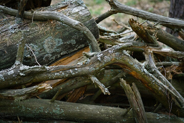 A pile of dry driftwood covered with moss in the forest. Spring forest with a mountain of dry driftwood. Dry branches and tree trunks covered with moss piled in one pile.