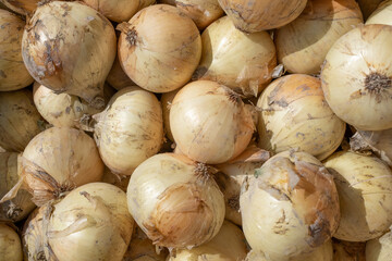 新鮮な新タマネギ