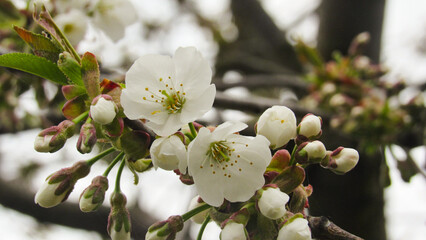 cherry blossom. flowering tree in spring. tree with white flowers on branches. spring wallpaper