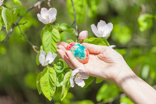 Quittenbl&uuml;ten im Fr&uuml;hling an einem Quittenbaum
