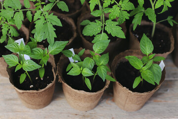 Children take care of seedlings in peat pots in the house