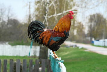 A red rooster crows on the fence. 