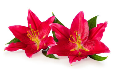 Two wonderful red Lilies isolated on white background, including clipping path without shade.