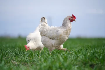 Foto op Plexiglas Witte kip op een groene achtergrond. De vogel graast op het gras. © sanchopancho