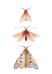 Moth and butterfly watercolor hand painted set of illustrations. Composition with Insects, contemporary wall art, and poster.