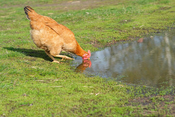 Red chicken drinks water from a puddle. 