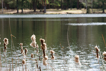 beautiful nature park with a lake and a cloudy cloudy day in the spring