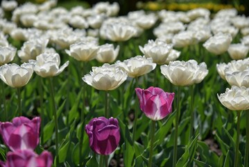 fiori tulipani