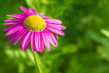 Fototapeta premium Pink flower on a green background. Close-up of a colorful pink daisy on a green background on a sunny day in the garden