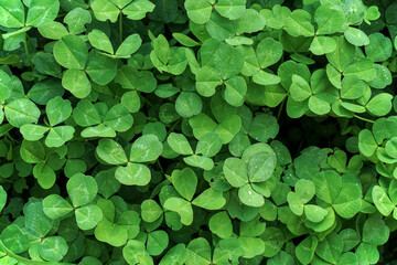 Top view of green plants and leaves after rain. Background.