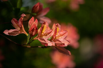 Kwitnący krzew, różanecznik żółty, rhododendron luteum. Rozmyte tło, bokeh.