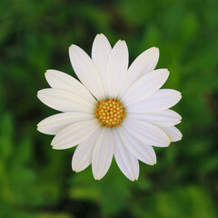 Fototapeta premium white daisy flower