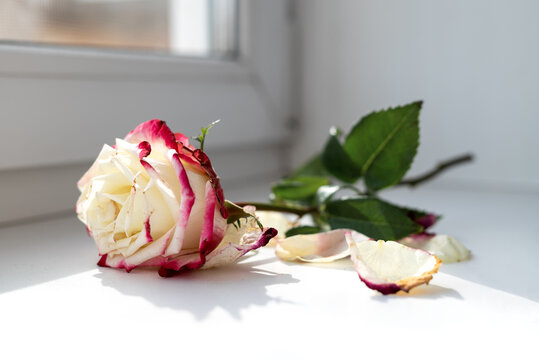 Side view of a white and pink fading rose and fallen petals lying on a white windowsill. Natural light from the window