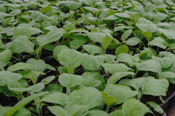 Tomato seedings is growing in plastic pots. Green plants growing in a greenhouse