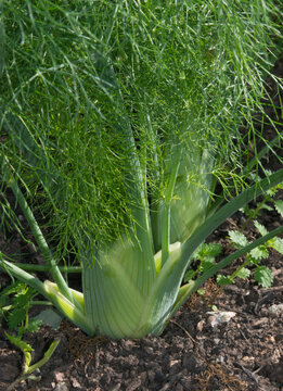 Florence Fennel on an Allotment