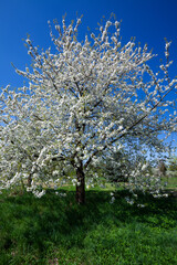 Bl&uuml;hender Sauerkirschbaum