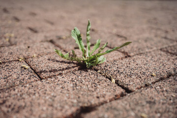 Unkraut auf der Strasse