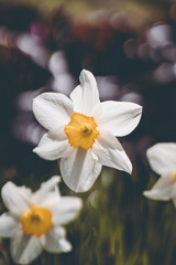 Fototapeta premium weiße Narzissen im Garten Blumen