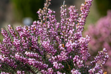 Obraz premium Close up flowering Calluna vulgaris common heather, ling, or simply heather Selective focus of the purple flowers on the field, floral background.