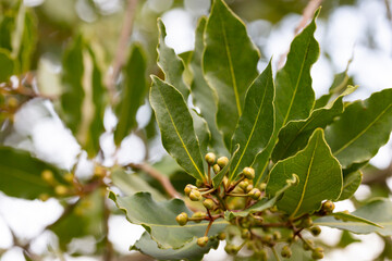 Bay leaf Laurus nobilis and buds on an evergreen tree of the laurel family on a blurred background