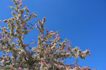 Crab apple blossom, Malus floribunda
