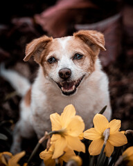 süßer kleiner Hund mit Blumen Jack Russell Terrier