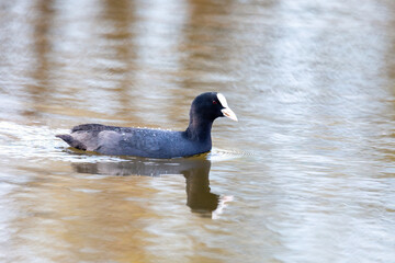 water bird Eurasian coot, Fulica atra on pond. Czech Republic, Europe Wildlife