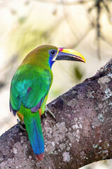 Emerald toucanet (Aulacorhynchus prasinus), small toucan. Beautiful bird at San Gerardo de Dota, Wildlife and birdwatching in Costa Rica.