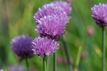 Purple spring onion close up photo made out in the field 
