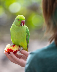 Green Parakeet in a Park in London, UK