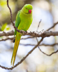 Green Parakeet in a Park in London, UK - 501547918