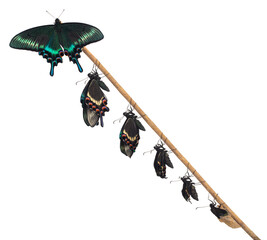 ミヤマカラスアゲハの羽化 春型 オス 白背景 合成写真