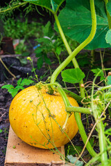 ripe fruits pumpkin grow on land on plant