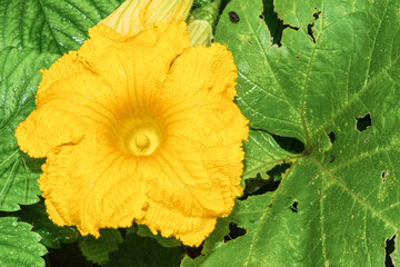 Pumpkin flower big yellow close-up